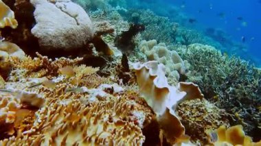 Raja Ampat, Endonezya 'daki güzel bir sualtı renkli balık ve mercan resiflerinin renkli tropik mercan kayalıkları..