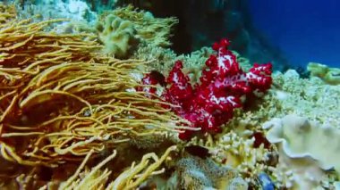 Tropikal bir ada olan Raja Ampat, Endonezya 'nın altında canlı sarı yumuşak mercanlar..