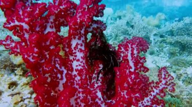 Raja Ampat, Endonezya 'daki güzel bir sualtı renkli balık ve mercan resiflerinin renkli tropik mercan kayalıkları..