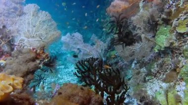 Raja Ampat, Endonezya 'da büyük gorgonyan mercanları resifte yetişir. Yüksek deniz biyolojik çeşitliliği.