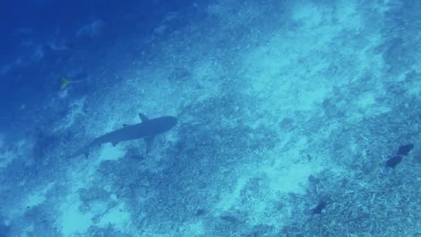 Blacktip Rifhaai Zwemmen Een Stroom Met Plankton Jacht Naar Vis — Stockvideo