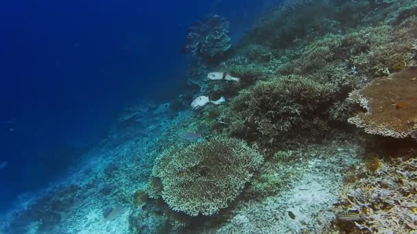Couple Big Puffer Fish Clear Clean Water Intact Coral Reef — Video