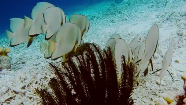 Group Tallfin Batfish Swimming Close Riff Edge Kri Island Raja — Stockvideo