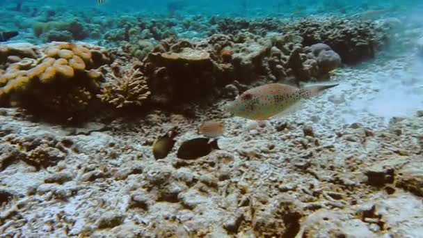Endonezya Raja Ampat Mercan Resifi Boyunca Yüzen Canthigaster Kompressi Balığı — Stok video