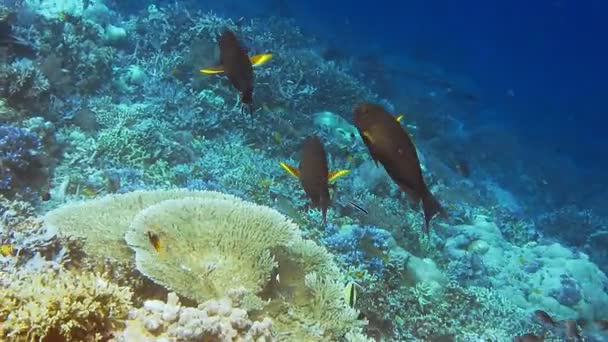 Tropical Inhabitant Tropical Coral Reef Edge Hard Corals Tropical Fish — Stock Video