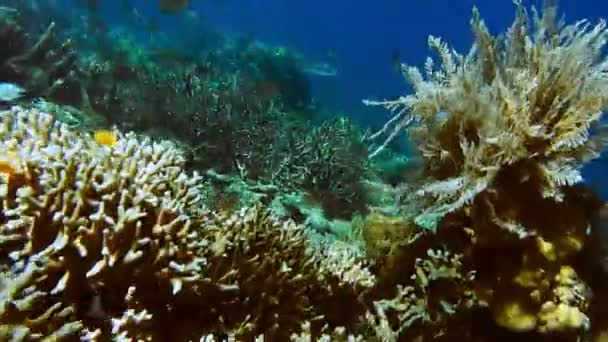 Escuela Peces Coral Cerca Corales Duros Pared Friwen Mejor Lugar — Vídeo de stock