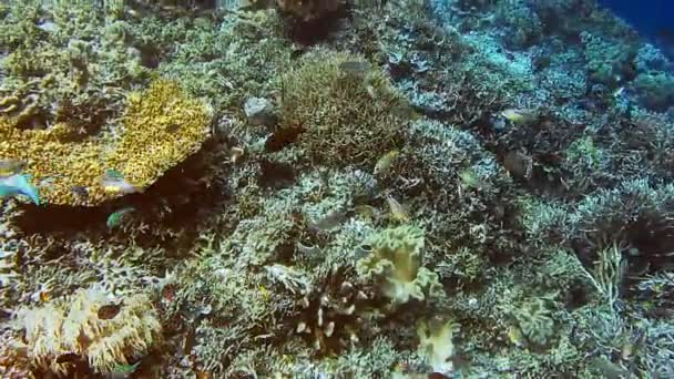 Piska Korall Fält Trädgård Vatten Tropiska Vatten — Stockvideo