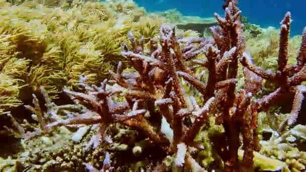 Habitante Tropical Arrecife Coral Tropical Borde Con Corales Duros Peces — Vídeo de stock