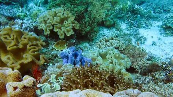 Gyönyörű Korallok Trópusi Korallzátony Trópusi Lakója Szélén Kemény Korallok Trópusi — Stock videók