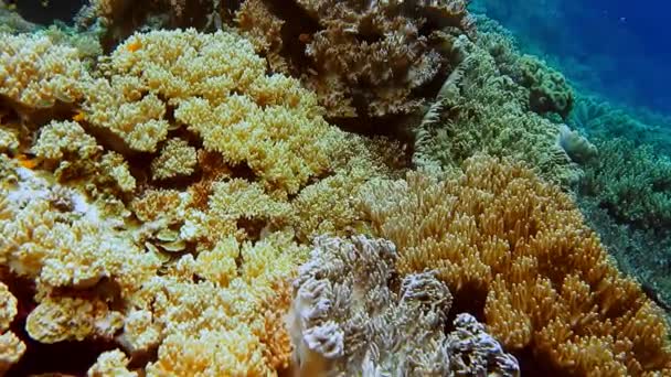 Kolorowe Koralowce Rosną Stokach Rafy Koralowej Niesamowita Różnorodność Życia Morskiego — Wideo stockowe