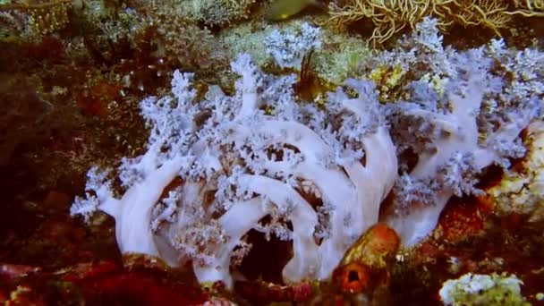 Colorful Tropical Coral Reefs Beautiful Underwater Colorful Fishes Coral Raja — Video