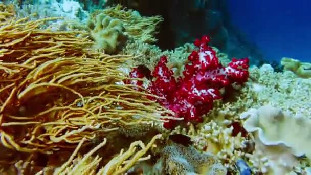 Vibranti Coralli Molli Gialli Sotto Strapiombo Isola Tropicale Raja Ampat — Video Stock