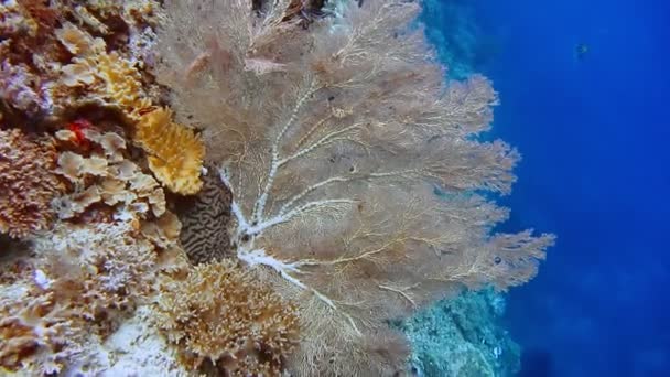 Riesige Gorgonien Fächerkorallen Wachsen Einem Riff Raja Ampat Indonesien Hohe — Stockvideo
