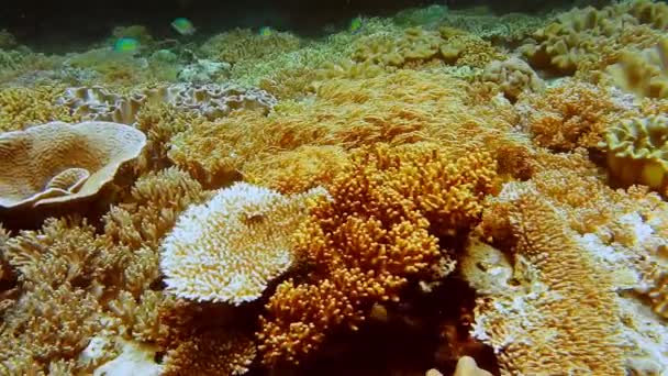 印度尼西亚拉贾安帕塔 一个热带岛屿悬崖峭壁下生机勃勃的黄色软珊瑚 — 图库视频影像