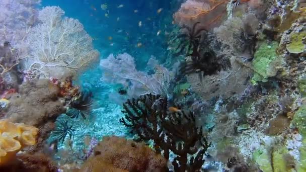 Huge Gorgonian Fan Corals Grows Reef Raja Ampat Indonesia High — Vídeos de Stock