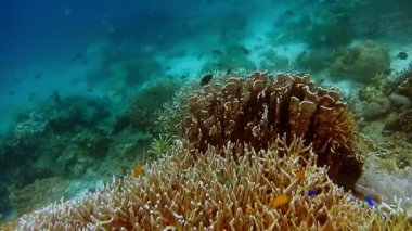 Raja Ampat, Endonezya 'daki güzel bir sualtı renkli balık ve mercan resiflerinin renkli tropik mercan kayalıkları..