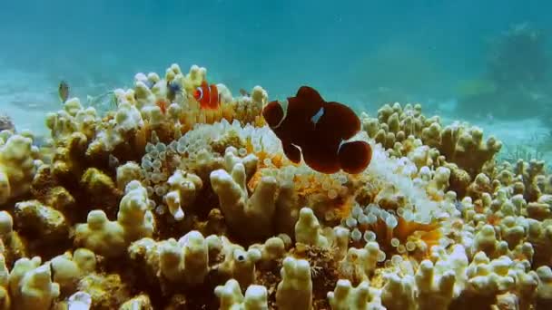 Falso Clown Pesce Famiglia Conosciuto Come Nemo Pesce Rosa Verde — Video Stock