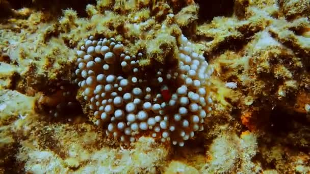 Tropische Clownfisch Anemonen Tropischer Unterwasserclownfisch Amphiprion Bicinctus Und Seeanemonen Unterwasser — Stockvideo