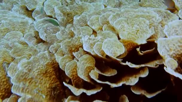 Koralowiec Kapustny Naprawdę Wygląda Jak Ogromna Kapusta Turbinaria Reniformis Gatunek — Wideo stockowe