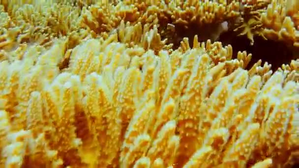Živé Žluté Měkké Korály Pod Převisem Tropického Ostrova Raja Ampat — Stock video
