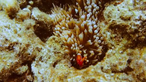 Falsche Clownfischfamilie Als Nemo Fisch Auf Rosa Grüner Anemone Bekannt — Stockvideo