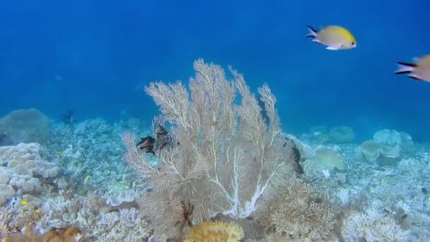 インドネシアのラジャアンパットにあるサンゴ礁で巨大なゴルゴニアンファンサンゴが成長します 高い海洋生物多様性 — ストック動画