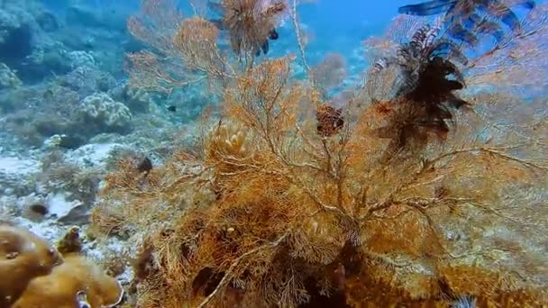 印度尼西亚拉贾安帕塔的一个珊瑚礁上生长着巨大的大猩猩扇形珊瑚 海洋生物多样性高 — 图库视频影像