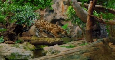 Görüldü ve siyah jaguar düşmüş bir ağaç gövdesinin üzerinde orman ormanında yürüyor. Vahşi panter yavaş çekim videosu, el ele tutuşma..