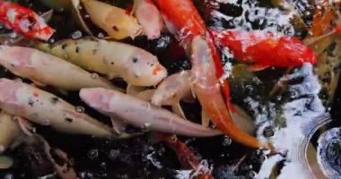 Koi balığı, Cyprinus caprio, Cyprinus rubrofuscus yüzeyde yansımalar ve küçük dalgalarla yüzerler. Hiç kimse. Vahşi yaşam.