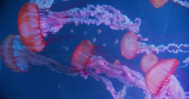 Closeup Atlantic Sea Nettle Chrysaora Quinquecirrha Group Jellyfish Slow Moving — Vídeo de stock