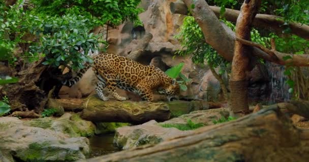 Gefleckte Und Schwarze Jaguare Spazieren Auf Umgestürzten Baumstämmen Durch Den — Stockvideo