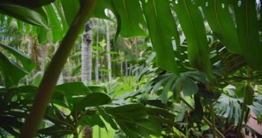 Tropik ağaçlardan, palmiyelerden, derin yağmur ormanlarından, okyanus kıyısındaki yeşil ormanlardan oluşan bir taç. Gün batımının yumuşak ışığı, yakın görüş. Doğa geçmişi. Kimse..