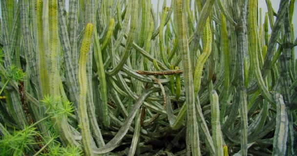 Stora Buskkaktusen Euphorbia Canariensis Vid Ett Ökenlandskap Omgiven Karga Buskar — Stockvideo