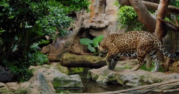 Jaguar Adulto Selvagem Caminhando Longo Rio Predador Triste Cativeiro Fechar — Vídeo de Stock