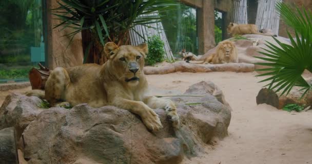 Rodzina Lwów Afrykańskich Odpoczywa Zbliżenie Słodkiej Lwicy Drapieżnik Patrzący Kamerę — Wideo stockowe