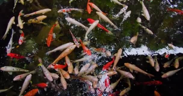 Рыба Кои Cyprinus Caprio Cyprinus Rubrofuscus Плавают Отражениями Небольшими Волнами — стоковое видео
