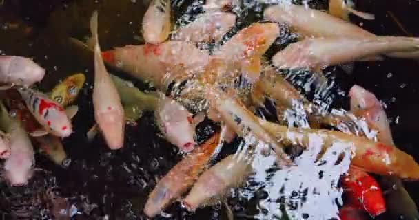 Piękne Spokojne Ryby Koi Pływające Czystym Stawie — Wideo stockowe