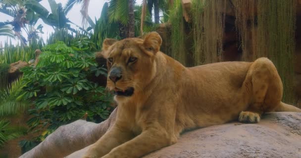 Lioness Chief Hunter Large Powerfully Built Cat Mammal Inhabit Grassy — Stock Video