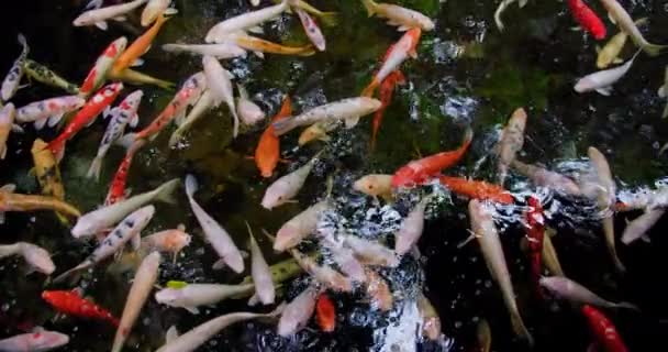Ryby Koi Cyprinus Caprio Cyprinus Rubrofuscus Pływają Odbiciami Małymi Falami — Wideo stockowe