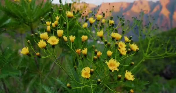 Spring Yellow Flowers Meadow Camera Moves Yellow Wild Plant Mountains — Stock video