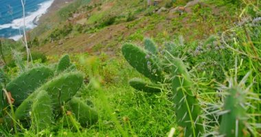 Wild green garden nature. Cactus Opuntia. Benefits of cactus leaf in the diet and healthy eating. Tropical plant outdoors.