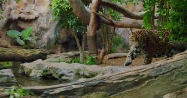 Spotted and jaguar walk inside jungle forest on fallen tree trunk. Wild panther slow motion video, hand held.
