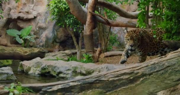Spotted Jaguar Walk Jungle Forest Fallen Tree Trunk Wild Panther — Vídeo de Stock