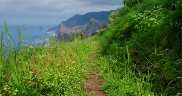 Narrow Path Mountains Tenerife Meadow Wild Flowers Hill Green Grass — 图库视频影像