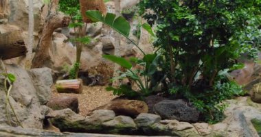 African leopard, jaguar like pantera walks around trees. Green Flora. Sad predator in captivity. Slow motion.