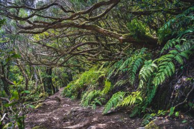 Beautiful forest on a sunny day. Hiking trail. Anaga Rural Park - ancient forest on Tenerife, Canary Islands. Unesco heritage site. Dense laurel wood. Mysterious path. Nobody.
