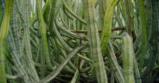 Stora Buskkaktusen Euphorbia Canariensis Vid Ett Ökenlandskap Omgiven Karga Buskar — Stockvideo