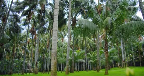 Crowns Tropical Trees Palms Deep Rainforest Green Jungle Forest Ocean — Video