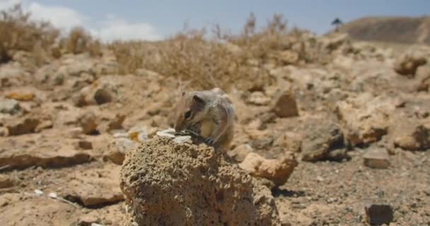 Close Little Curious Chipmunk Barbary Ground Squirrel Eats Sunflower Seeds — Wideo stockowe