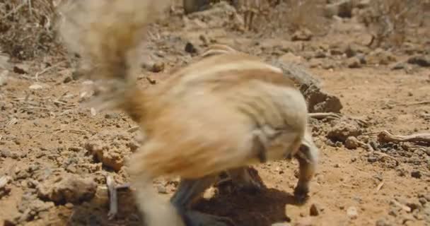 White Tailed Antelope Squirrel Family Group Looking Food Natural Habitat — Vídeos de Stock